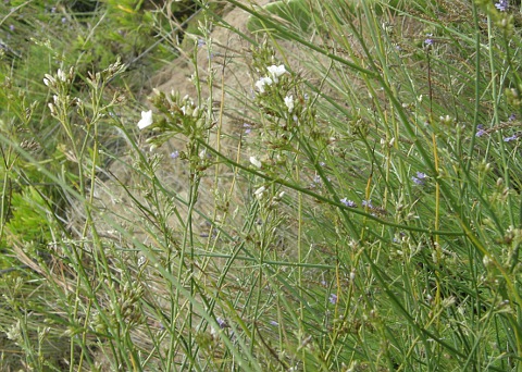 Convolvulus scoparius