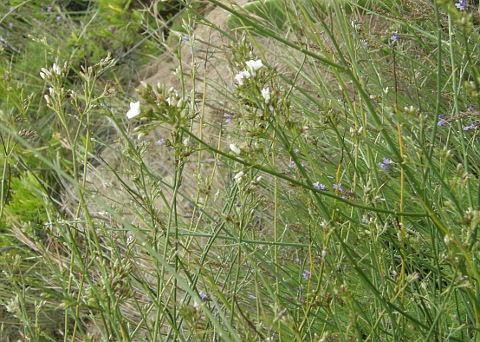 Convolvulus scoparius