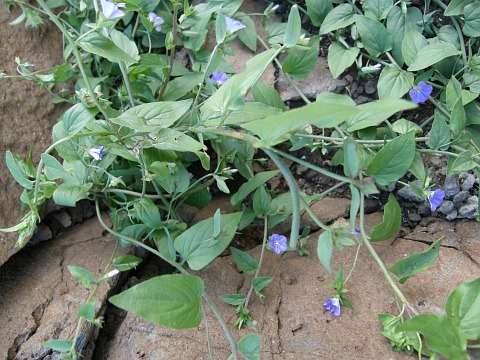 Convolvulus siculus