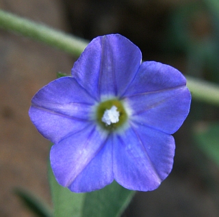 Convolvulus
              siculus