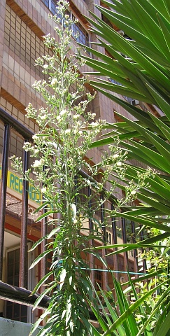 Conyza floribunda