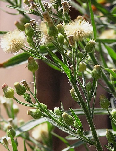 Capítulos de Conyza floribunda