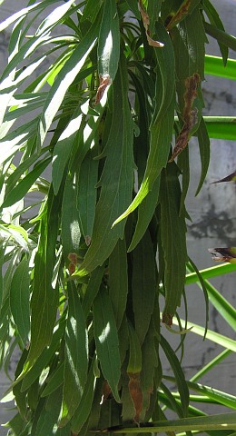 Hojas de Conyza floribunda