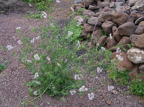 Coriandrum sativum