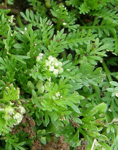 Flores de Coronopus didymus