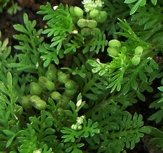 Frutos de Coronopus didymus