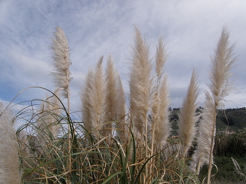 Cortaderia selloana