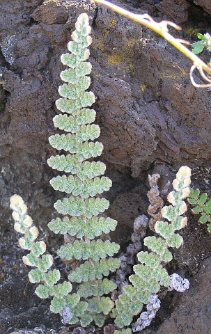 Cosentinia vellea  ssp. bivalens