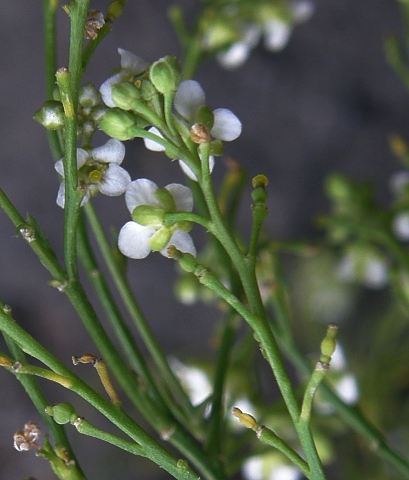 Crambe arborea