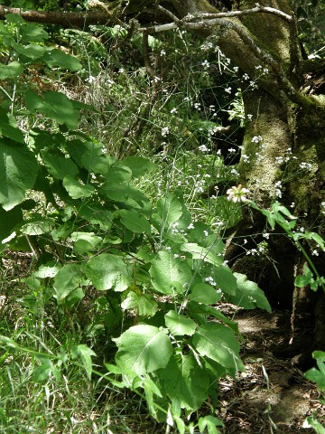 Crambe feuilleei