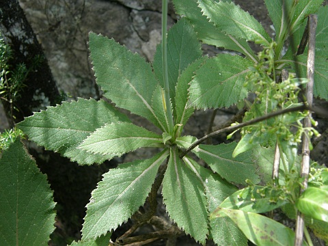 Crambe gomerae