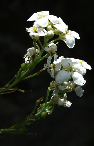 Crambe gomerae