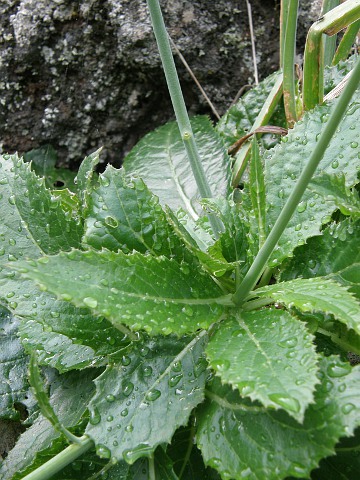 Crambe laevigata