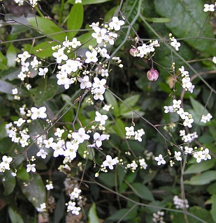 Inflorescencia de Crambe santosii