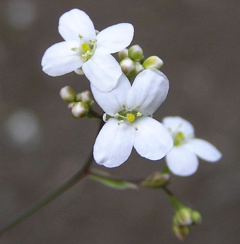 Flores de Crambe santosii