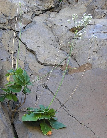 Crambe scaberrima