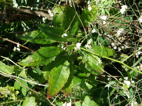 Crambe tamadabensis