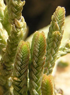 Crassula lycopodioides