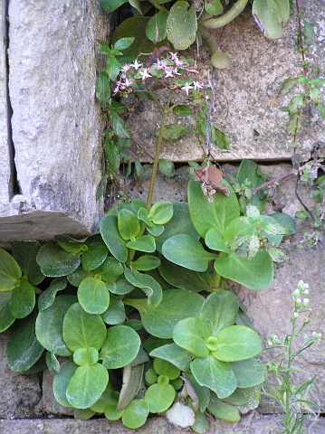 Crassula multicava