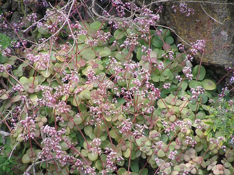 Crassula multicava