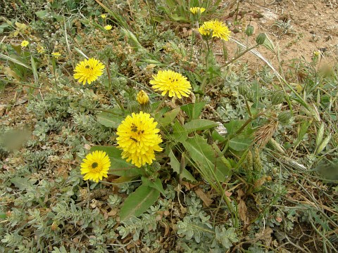 Crepis canariensis