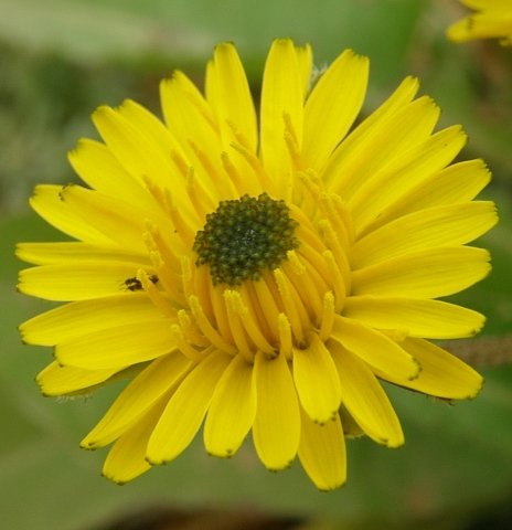 Crepis canariensis