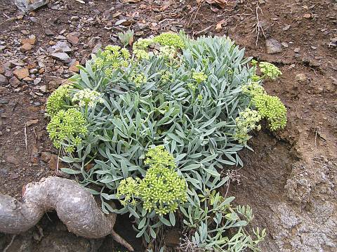 Crithmum maritimum