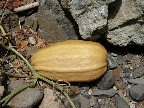 Cucurbita pepo