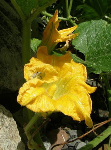 Flor de Cucurbita pepo
