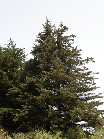 Cupressus
          sempervirens