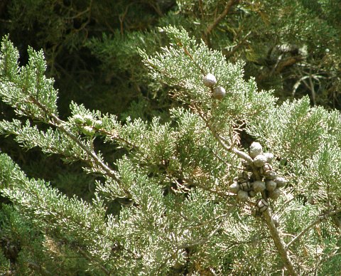 Cupressus
            sempervirens