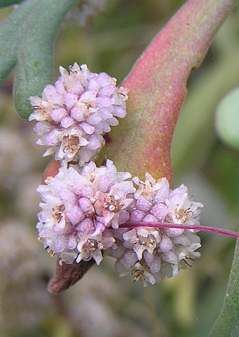 Cuscuta planiflora