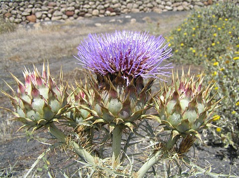 Cynara cardunculus var.ferocissima