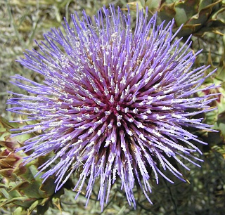 Cynara cardunculus