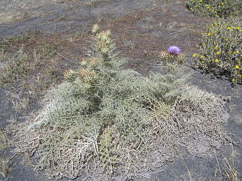 Cynara cardunculus