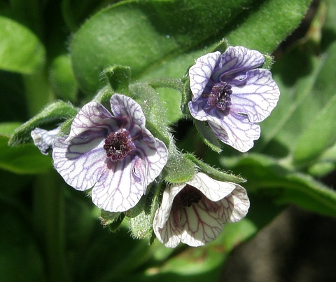 Cynoglossum creticum