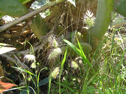 Cynosurus echinatus