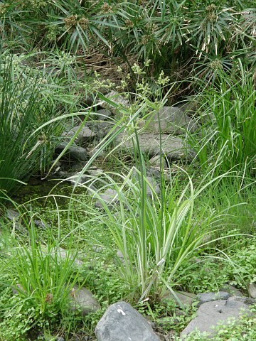 Cyperus longus