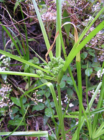 Cyperus eragrostis