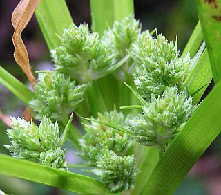 Detalle de la inflorescencia de Cyperus eragrostis