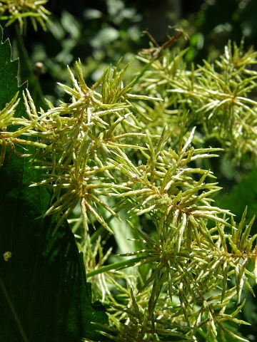 Cyperus esculentus