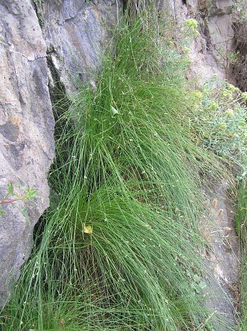 Cyperus laevigatus