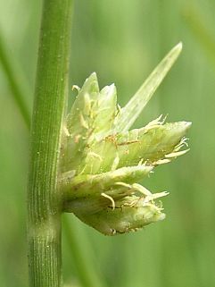 Cyperus laevigatus