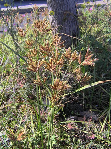 Cyperus longus