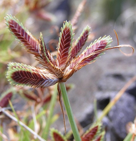 Detalle de la inflorescencia de Cyperus teneriffae