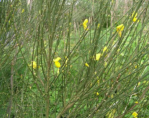 Cytisus scoparius