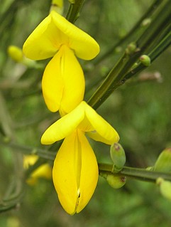 Cytisus scoparius