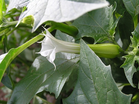 Datura stramonium