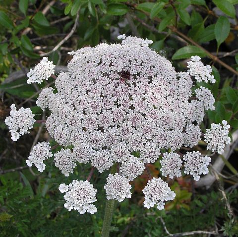 Daucus Carota o planta de la Reina Anne