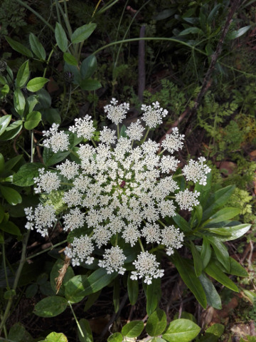 Daucus carota